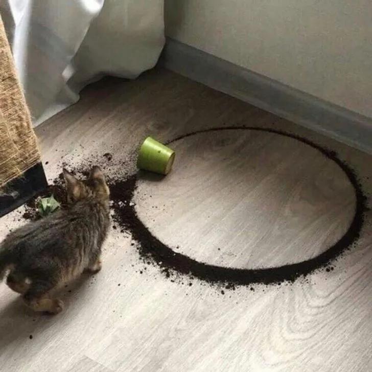 万万没想到猫咪是这样出现的,万万没想到猫