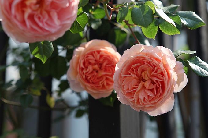 院子围墙边可以种植藤本月季吗,一面墙种两棵藤本月季可以吗