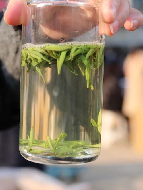 早上6点，去蒙顶山买茶是一种什么体验？