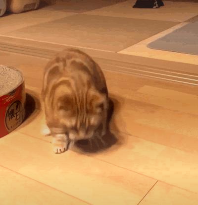 辟谣猫咪真的没有九条命,辟谣猫咪的六个谣言