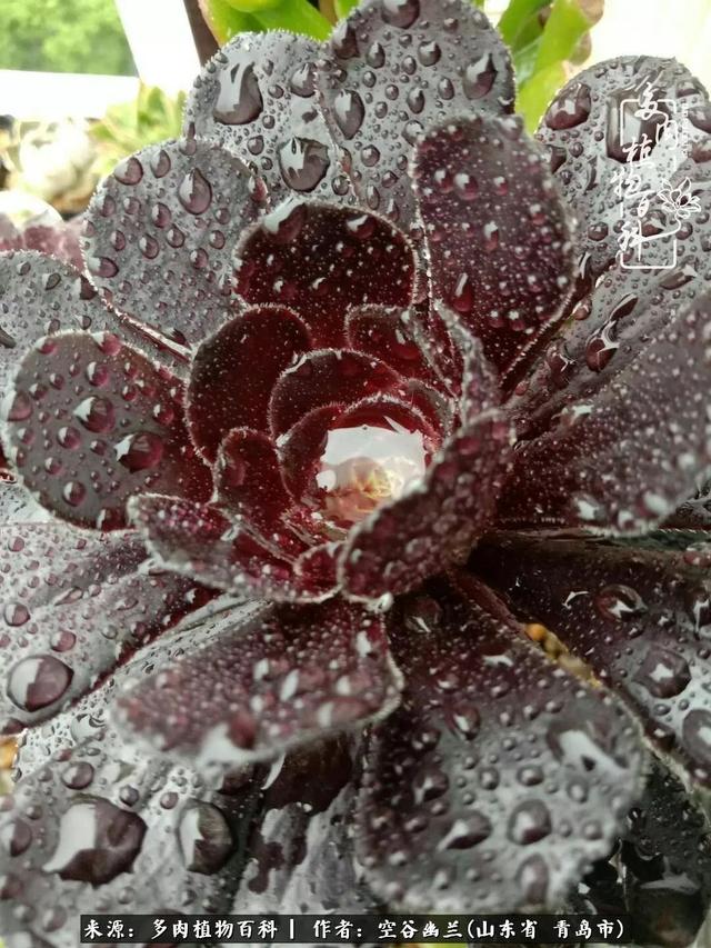 多肉最美的时光,多肉惊艳我的时光