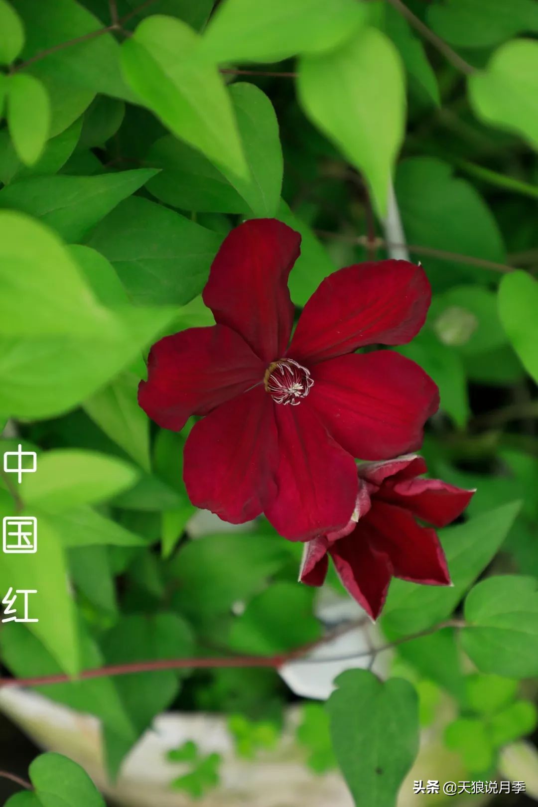 10元3棵铁线莲苗多色,铁线莲苗圃视频