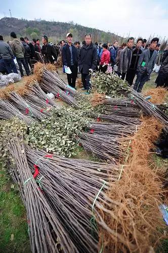 新建果园果苗怎么挑选,新建果园果苗怎么选