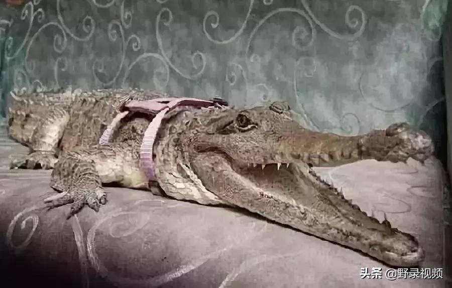把非洲鳄界扛把子当宠物养是一种怎样的体验？