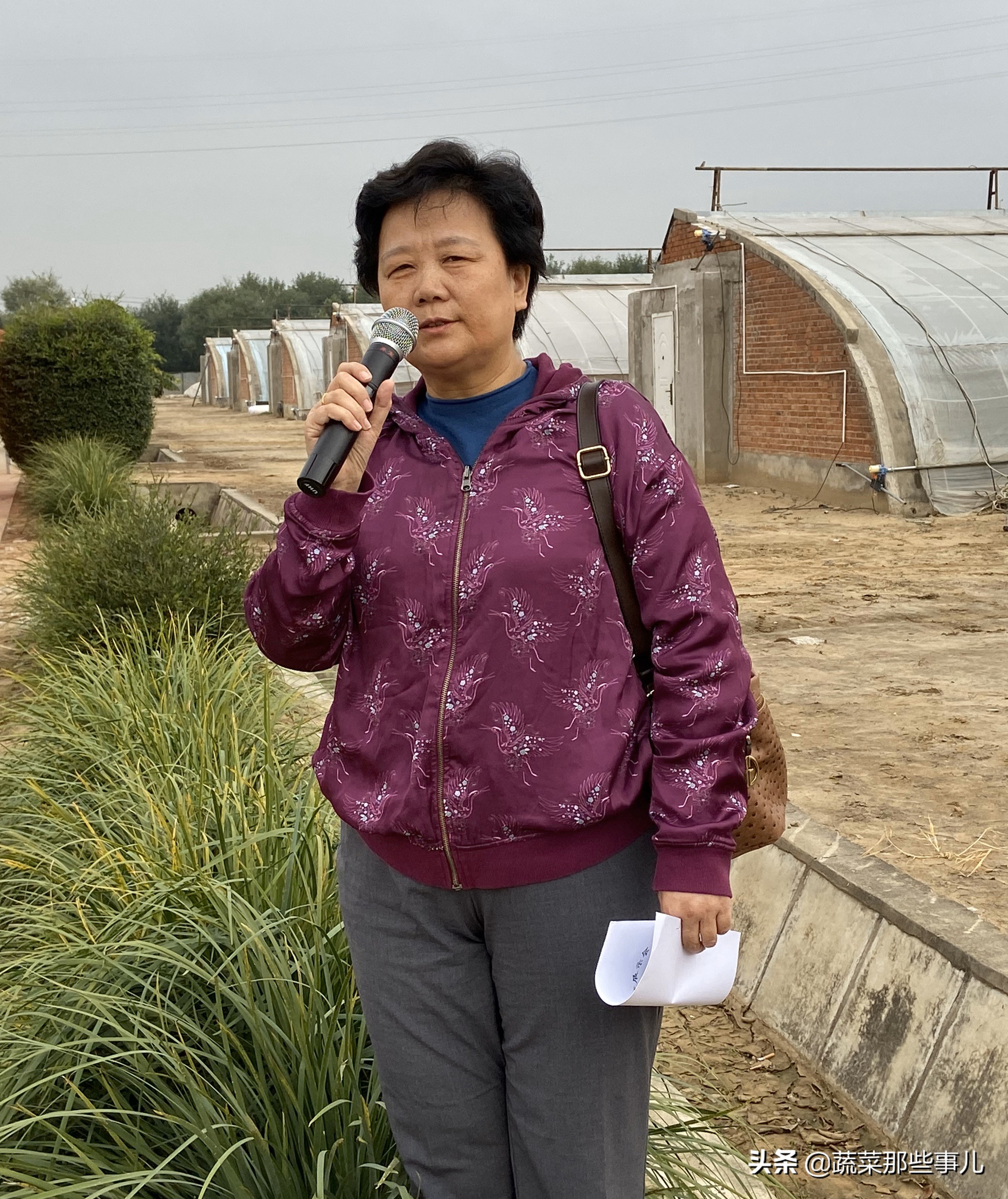 十字花科蔬菜种子,十字花科蔬菜名单