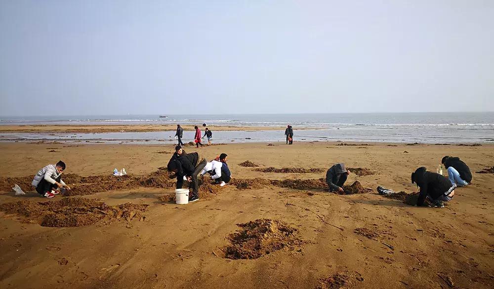 赶海挖蛏子手把手教你,挖一窝竹节蛏