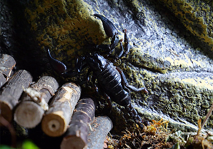 蝎子怎么排泄粪便,蝎子害怕尿吗