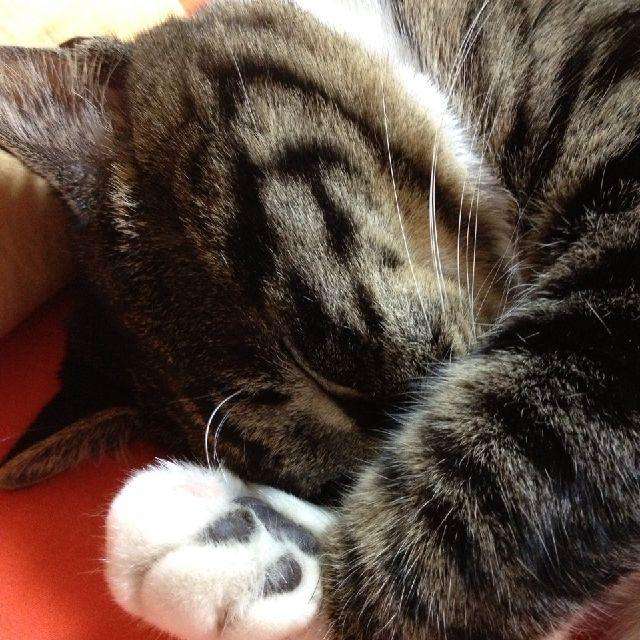 猫瘟导致眼睛变绿,谈猫色变