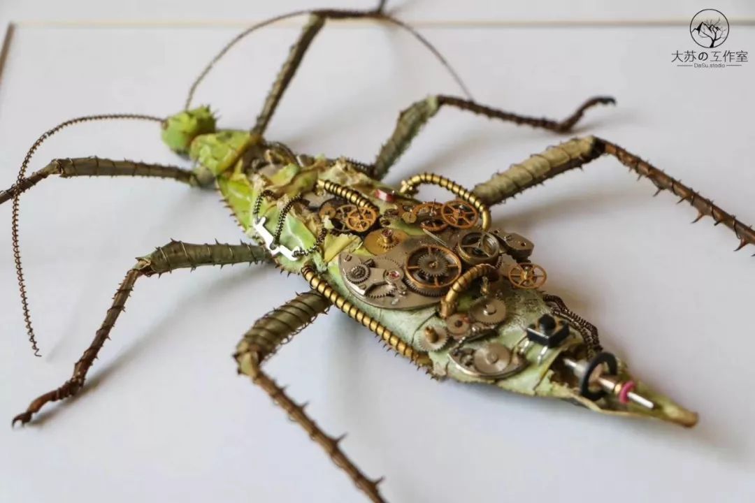 95后小伙离世捐献器官救了5人,95后小伙昆虫标本