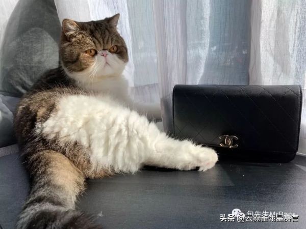 好看又大的宠物包,超好看的宠物包