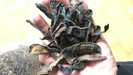 农村常见的“吸血虫”,想不到还有这么高的药用价值,你认识吗