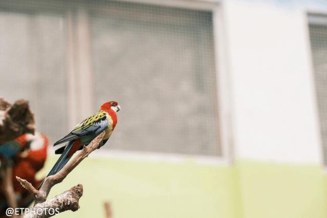 万元左右相机是选单反还是微单,万元以内适合拍妹子的微单