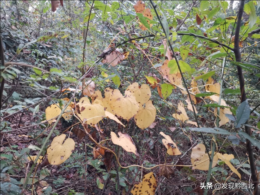 发现黔西北|毕节农村一种叫毛蕉的植物,做成食物很多人没有见过