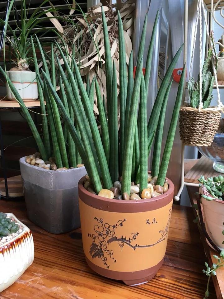 什么花放在家里最好看最实用,放家里风水好又好养的花有哪些