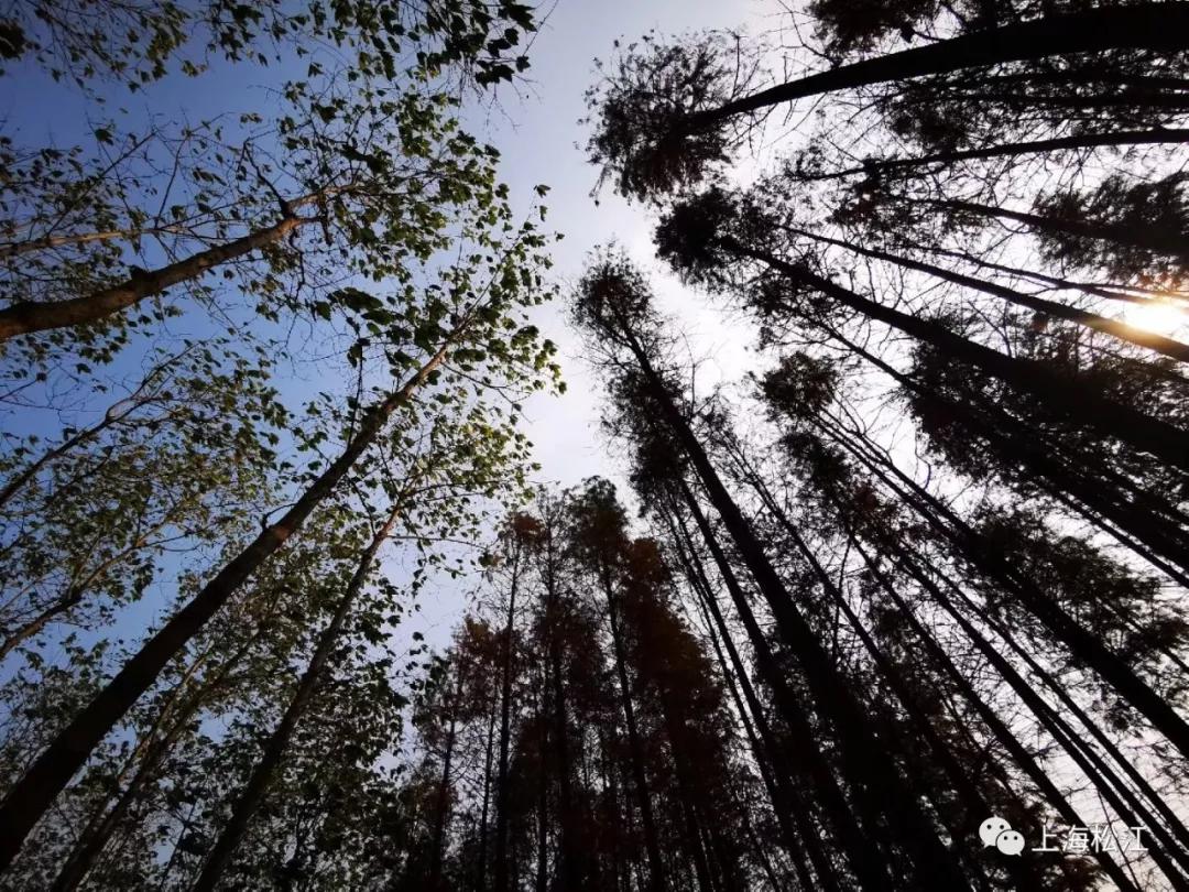 松江国际生态商务区地标,松江国际生态公园