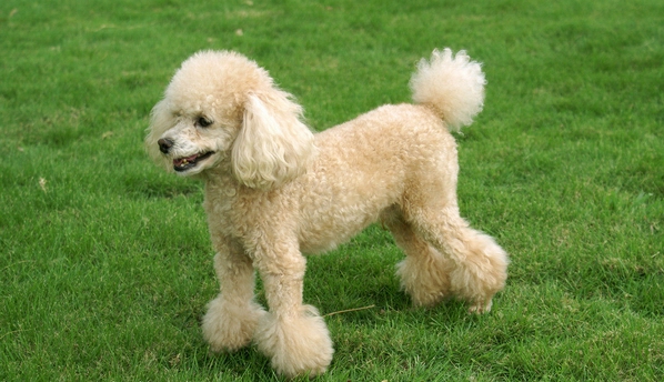 什么狗最通人性四种狗狗上榜,战斗力最强的12种狗狗