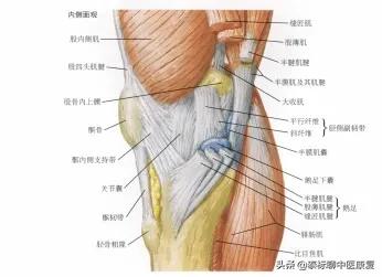 膝关节疼痛小针刀治疗视频,怎样用小针刀治疗膝关节痛