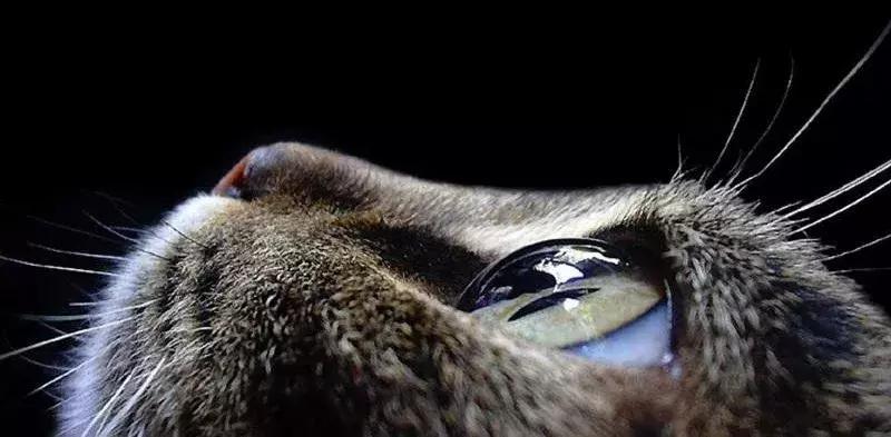 猫咪泌尿系统疾病症状,猫咪眼睛常见问题