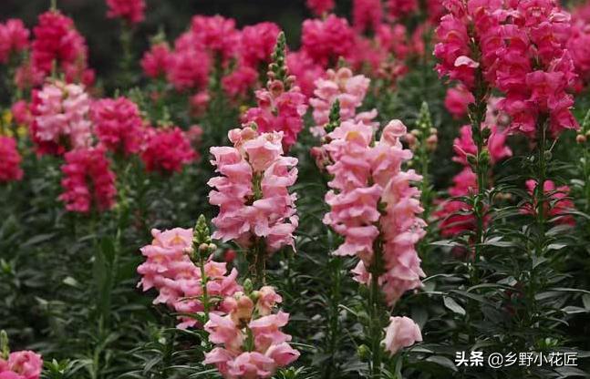 金鱼草的养殖方法和注意事项图片,怎样养金鱼草才会活得更长