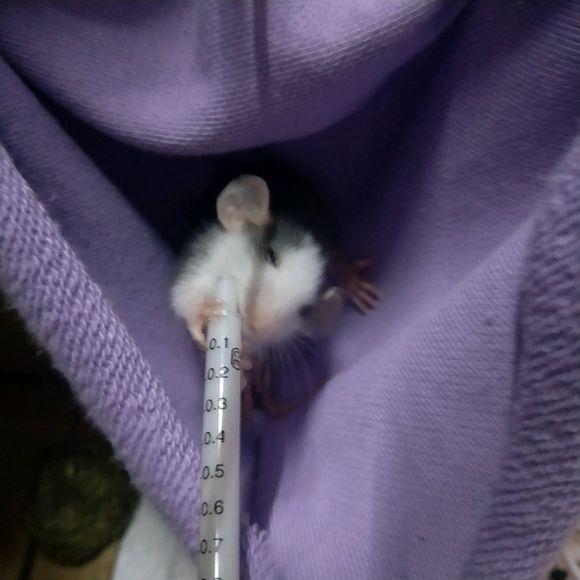 养了只花枝鼠不给摸怎么办,养了个花枝鼠