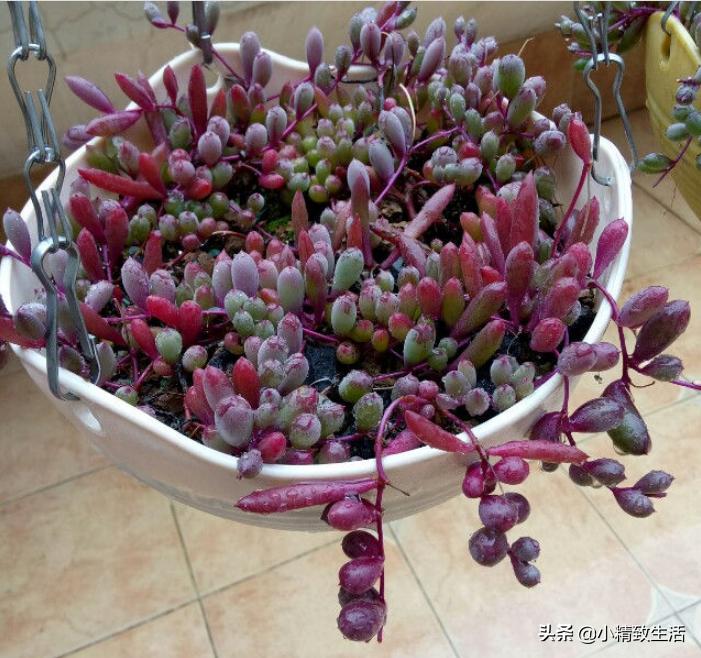 适合阳台养的10种多肉,多肉植物悬挂盆栽