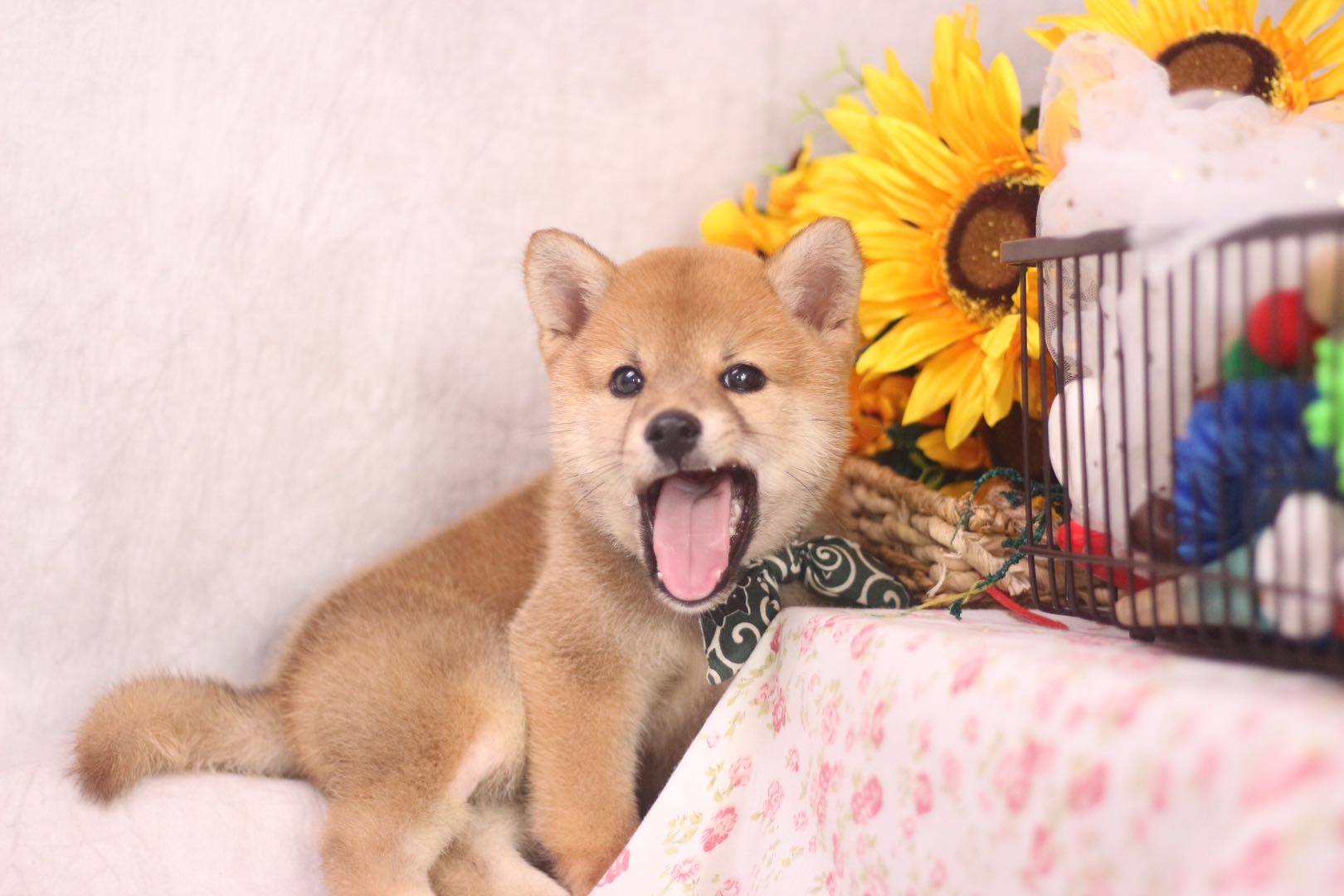 1688上的几块钱的狗靠谱吗,1688卖宠物