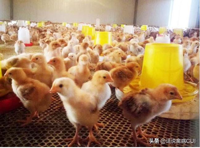 引起鸡群长的慢的两大原因和最佳解决措施