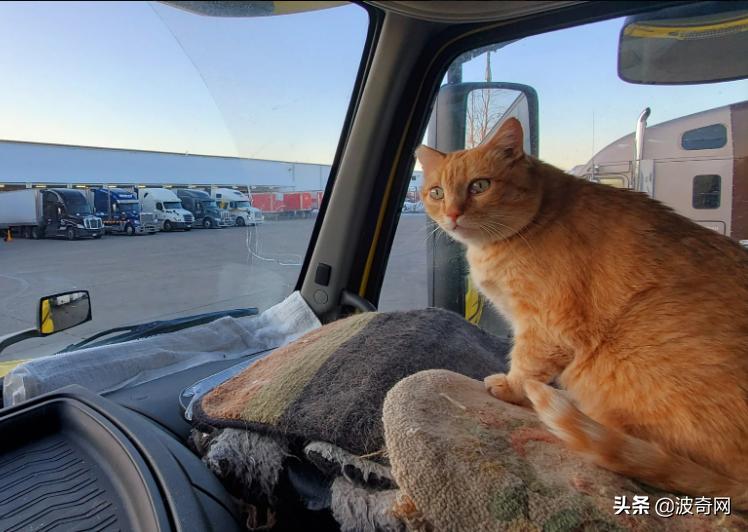 卡车司机收养流浪猫三只,卡车司机收养流浪猫抖音