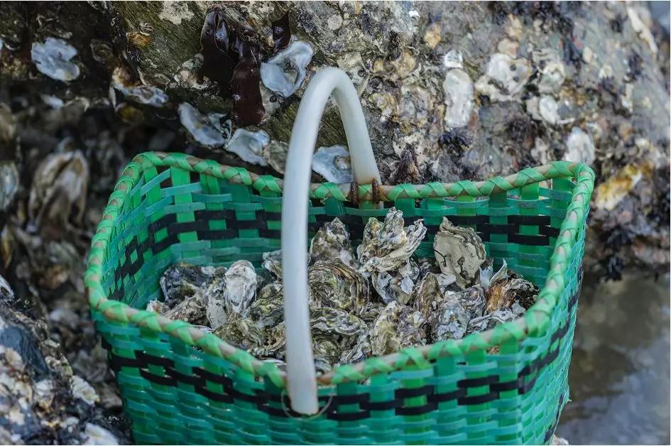 冷水海蛎子,荣成哪里能买到新鲜的乳山牡蛎