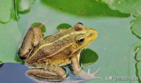 世界上五个杀不死的人,世界十大杀人不死的生物