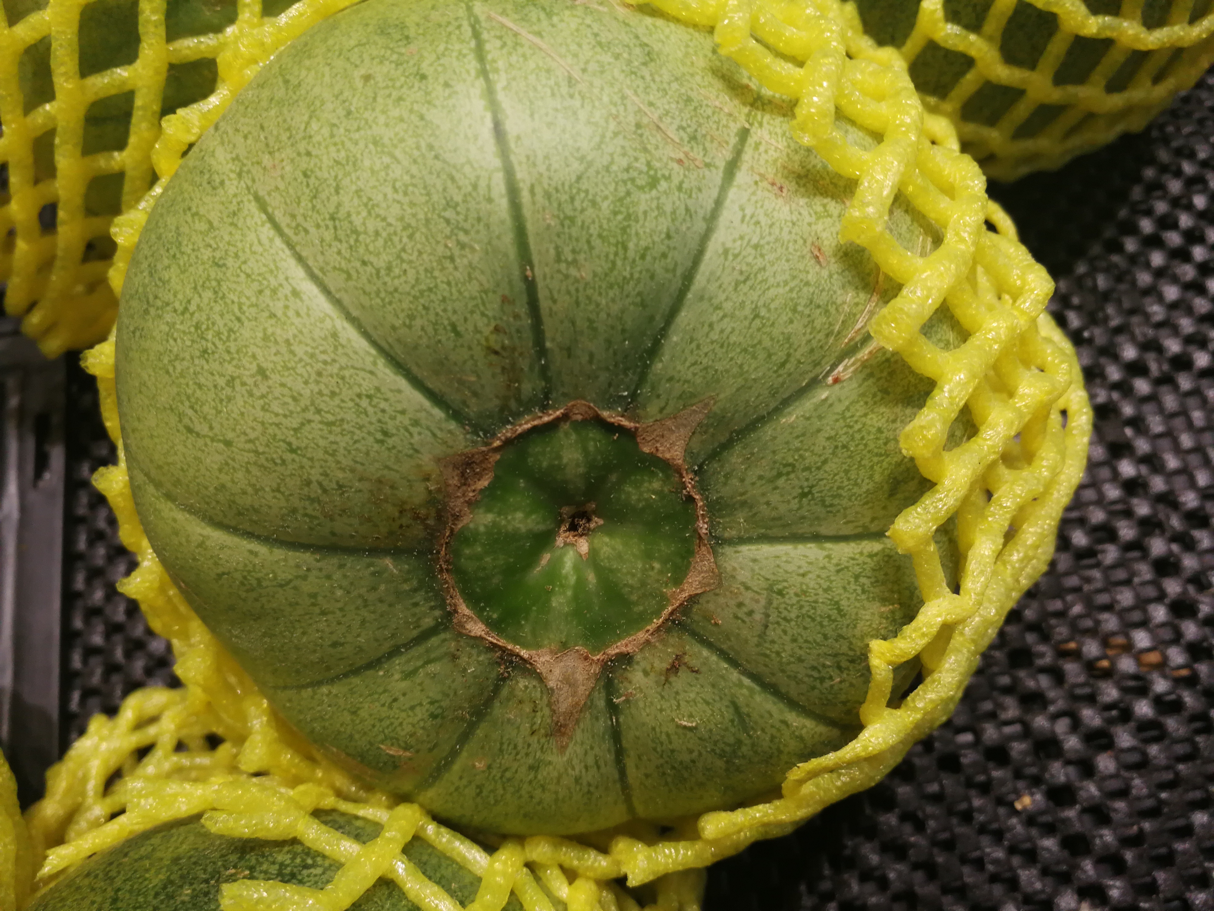 买绿宝总怕被人宰,买绿宝瓜种怎么选