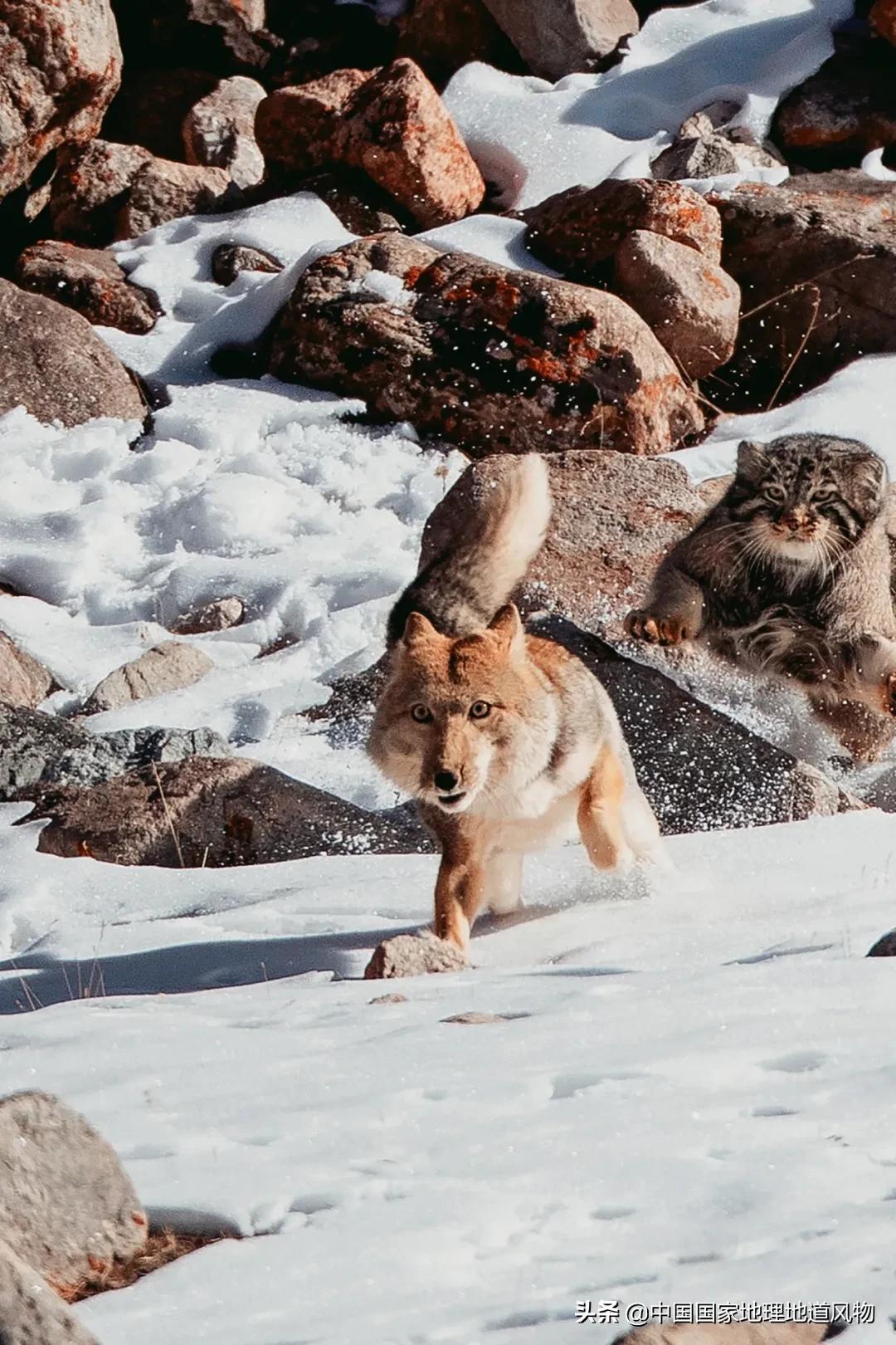 中国五大国家公园,中国十大私藏国家公园