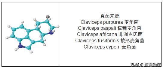 霉菌毒素对母猪造成哪些危害,母猪带毒的危害以及解决措施