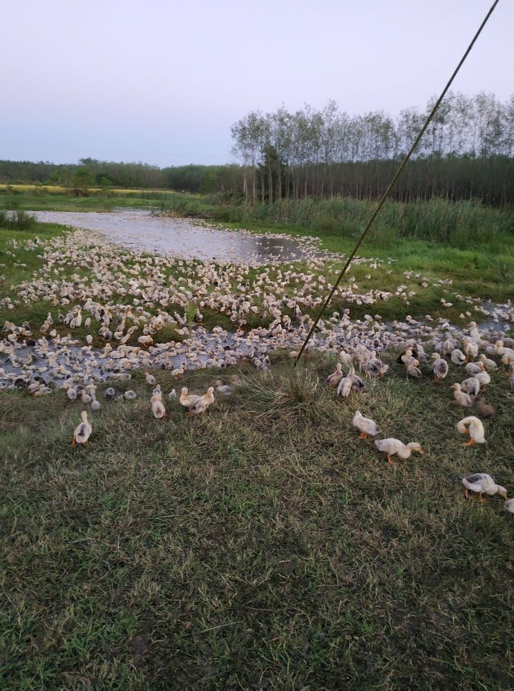 返乡创业农村生活现实记,农村生活与创业之路欢迎进来交流