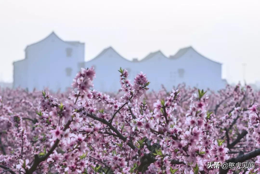 苏州乡村旅游景点大全排名,苏州乡村旅游小镇有哪些