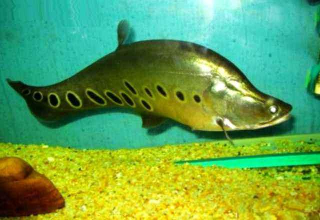 鱼缸内放高锰酸钾对鱼有没有伤害,给鱼缸里滴高锰酸钾