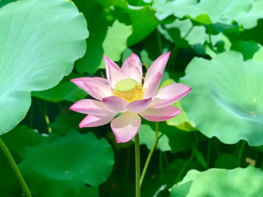 又到一年赏荷季又见荷花,广州莲花山荷花