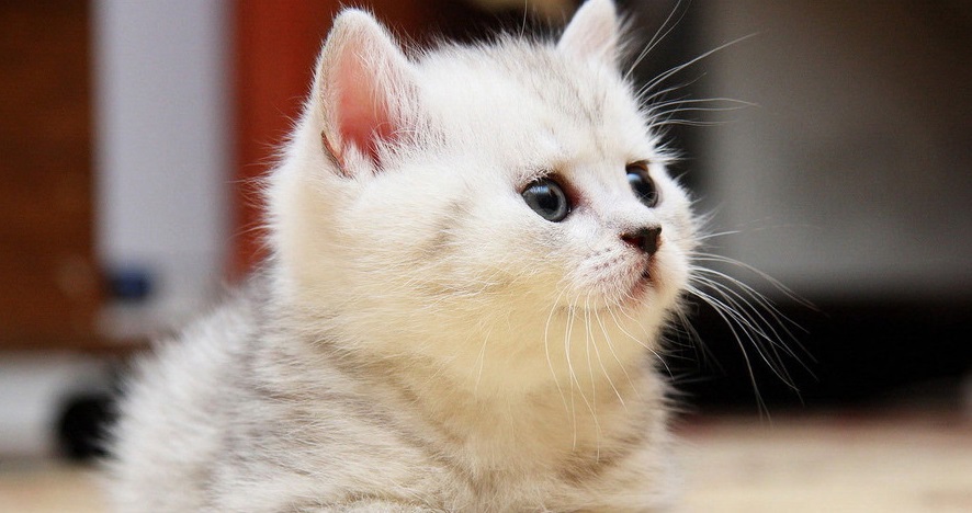 新手养猫铲屎官攻略,猫咪铲屎官新手教程