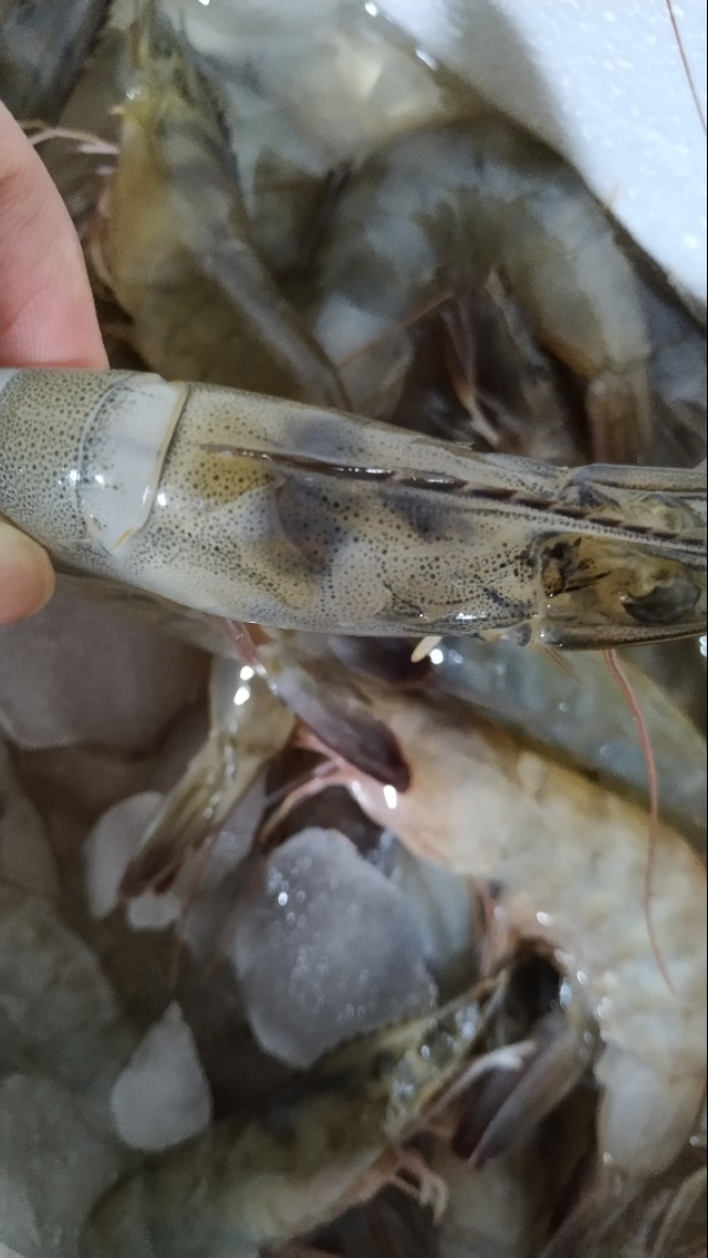 新手养虾常识,真正的吃虾的方法是什么