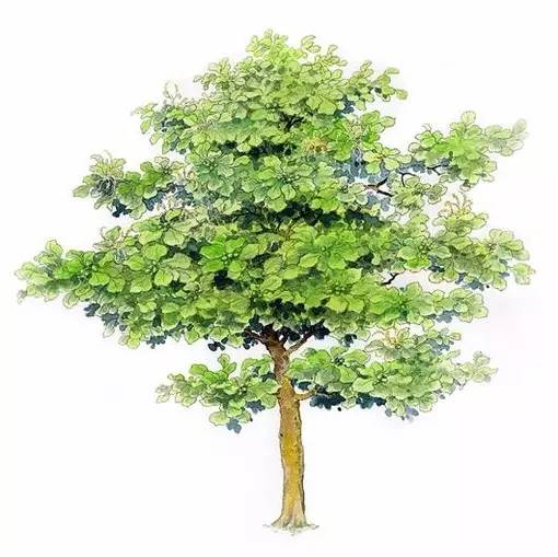 十种不同树叶的画法,五种不同树木的画法简单的