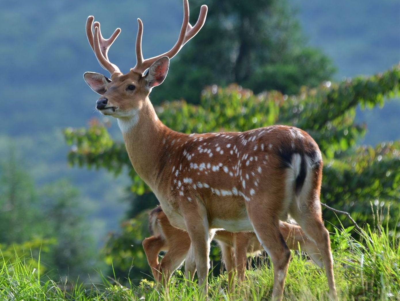 动物舌头的“功能”对于动物来说舌头而是一件“厉害的*器武**”