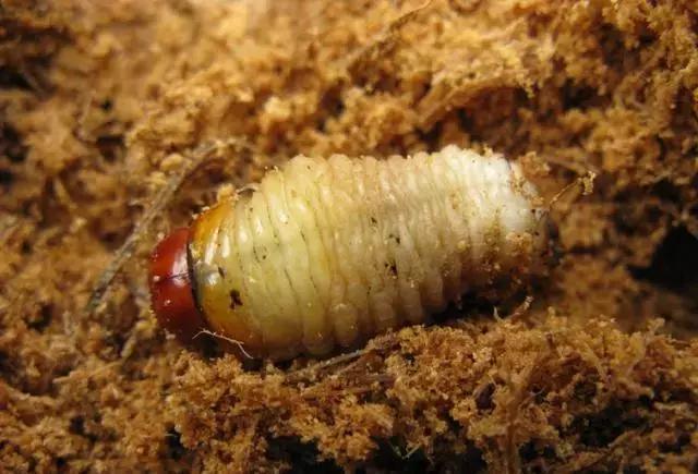外国奇葩美食,外国最奇葩的美食