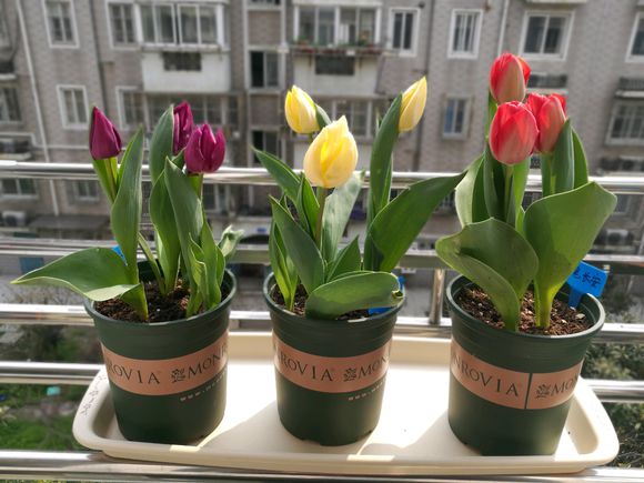 郁金香种球分裂后的小球能开花吗,郁金香开完就扔掉了吗