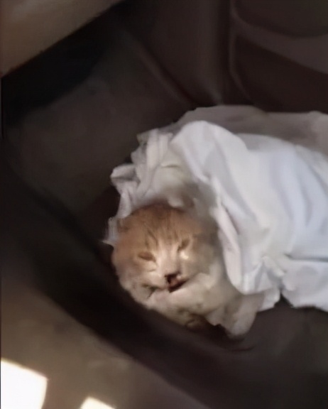 一只猫咪出了车祸,猫咪遇难被好心人救下