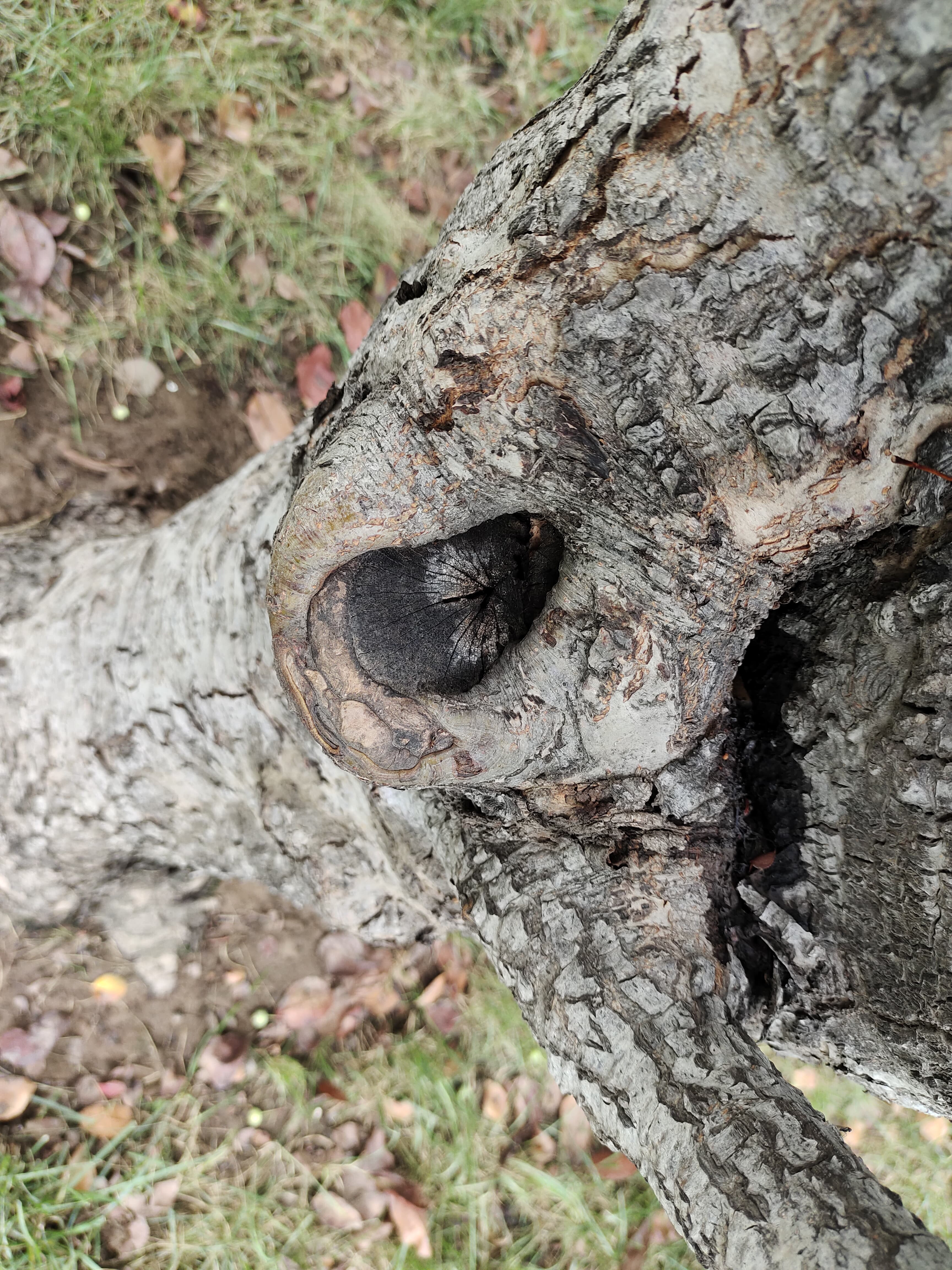 vivos7和iqooz3哪个好,vivos7安兔兔跑分