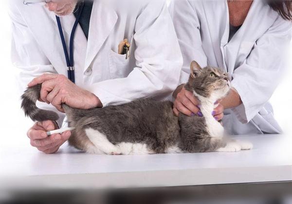 小猫得了猫鼻支用什么药,小猫得了猫鼻支大猫吃什么