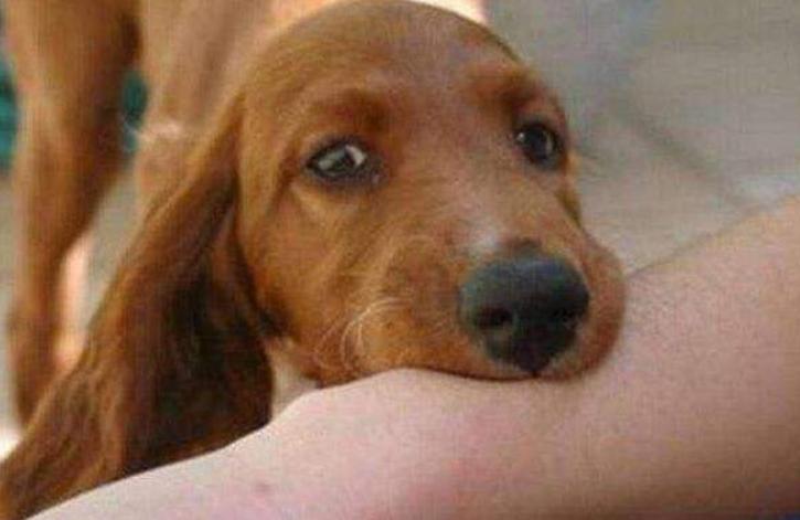 古代人没有狂犬疫苗怎么治,古人没有疫苗怎么预防狂犬病