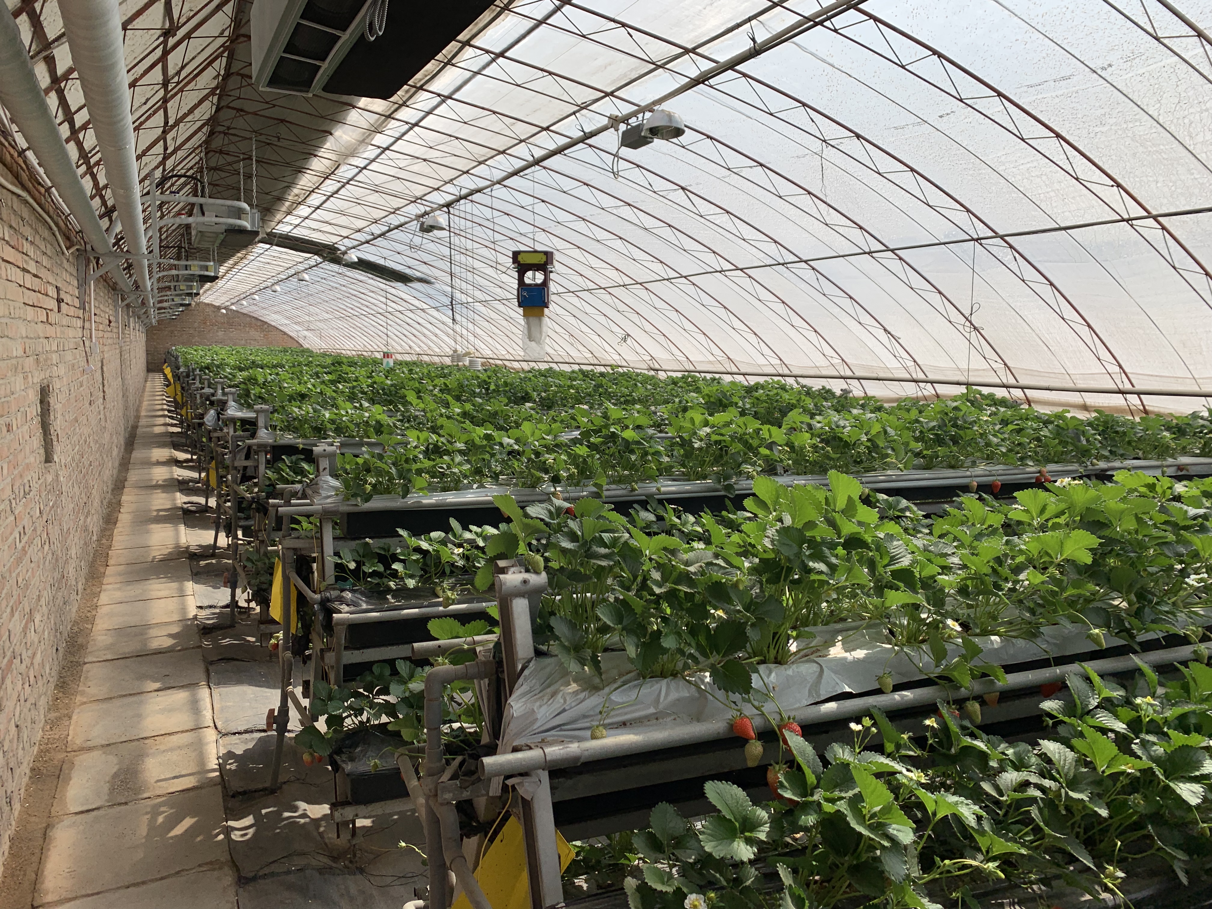 贵族水果怎么做,贵族草莓制作