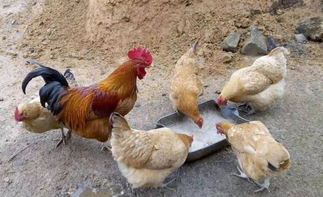 鸡干瘦发烧没精神怎么治疗,夏天鸡发烧吃什么药好得快