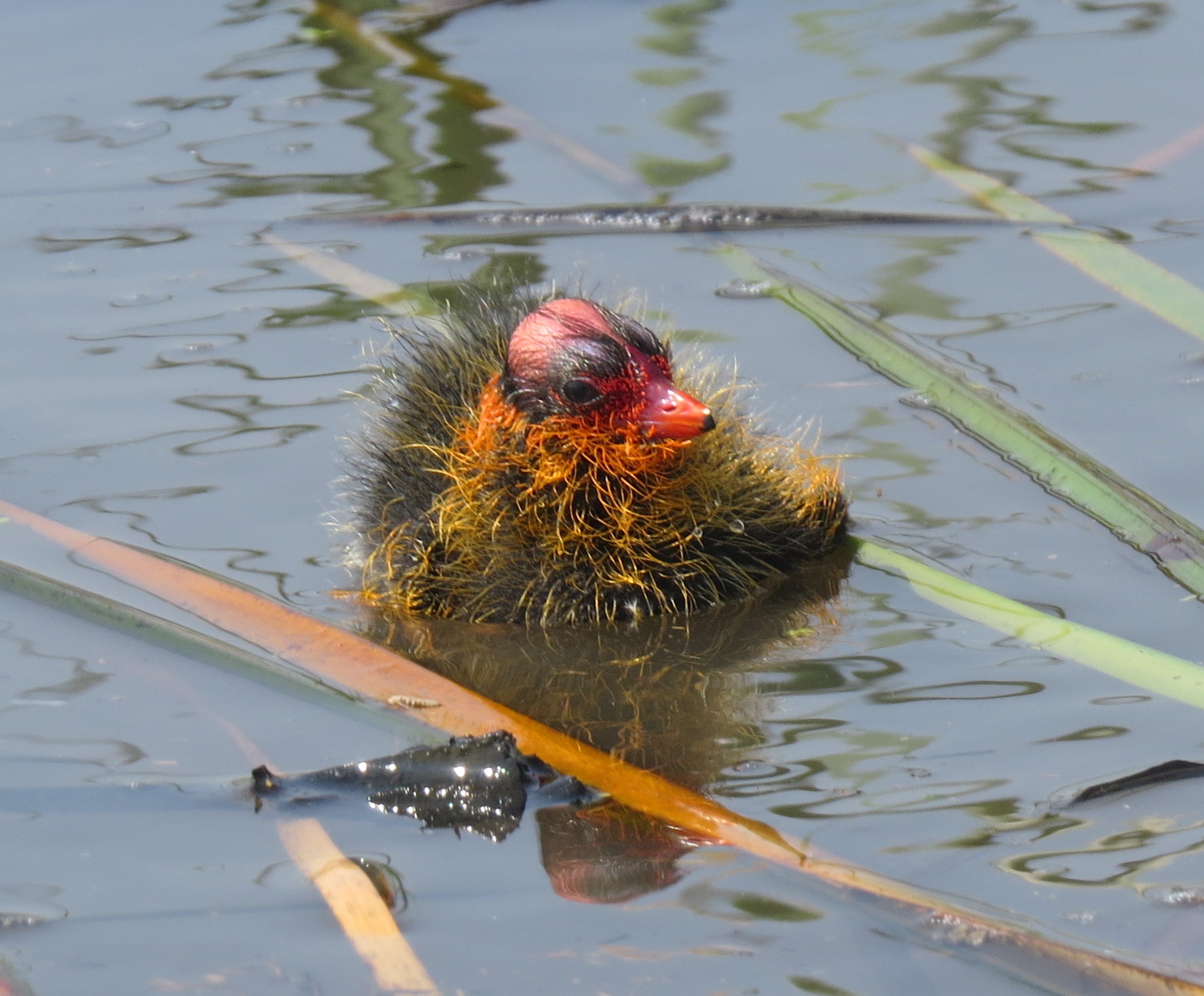 白骨顶鸡夜晚习性,白骨顶鸡几级保护